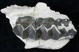 Large Titanothere (Brontops) Jaw Section With Three Molars #15787-2